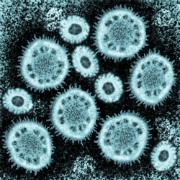 Viruses / Recombinant Viruses Procedures